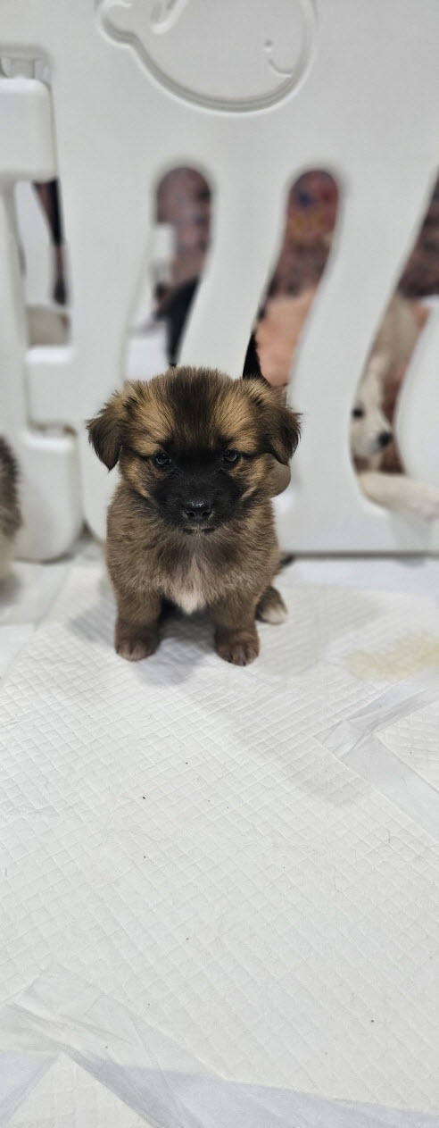 익산유기동물보호소_445468202502924